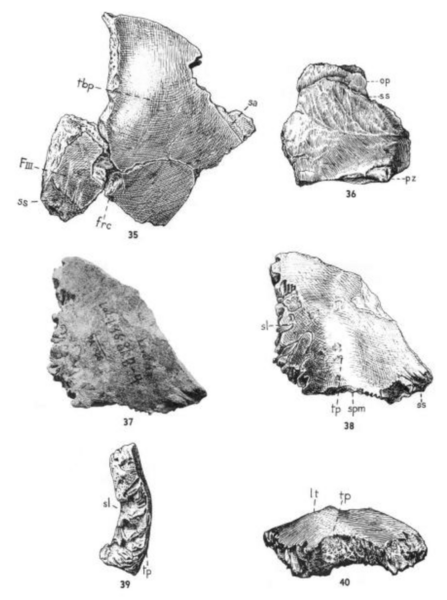 File:Sinanthropus Skulls VI and VII.png