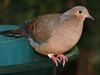 SocorroGroundDove025.jpg