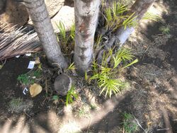 Starr-060922-9132-Chrysalidocarpus lutescens-trunk and suckers-Kahului Airport-Maui (24772270571).jpg