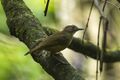 Sulawesi Babbler - Sulawesi S4E3407 (19493740651).jpg