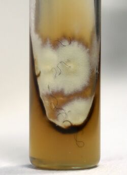 Powdery, sulfur-coloured fungal colony with mahogany brown underlying mycelium.