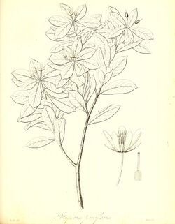 The botany of Captain Beechey's voyage; comprising an acount of the plants collected by Messrs. Lay and Collie, and other officers of the expedition, during the voyage to the Pacific and Behring's (20219000049).jpg