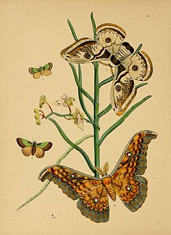 The cabinet of oriental entomology (Pl. 24) (5974281901).jpg