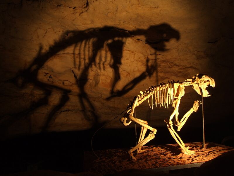 File:Thylacoleo skeleton in Naracoorte Caves.jpg
