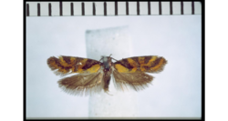 Tingena decora holotype.png