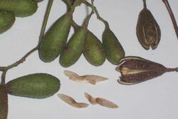 Toona ciliata - capsules and seeds.jpg