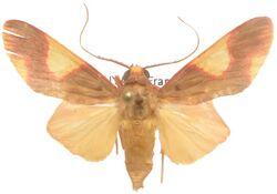 Trichromia gaudialis - Guyane.jpg