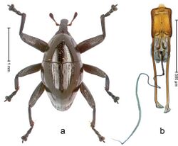 Trigonopterus allotopus 35680.jpg