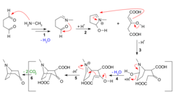 TropinoneSynthesisMechanism.svg