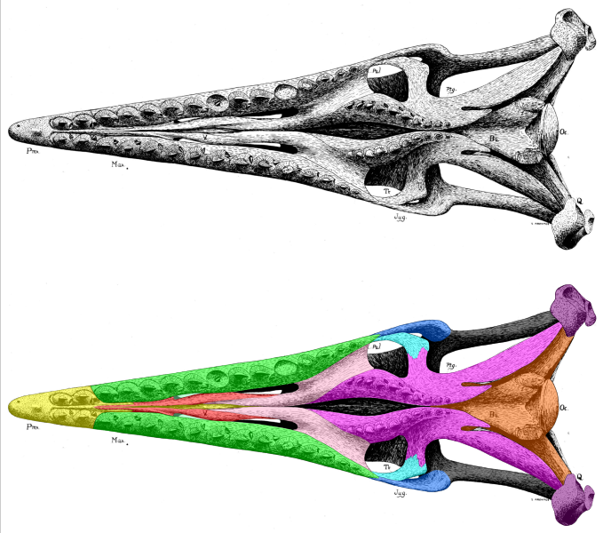 File:Tylosaurus proriger skull ventral labeled.svg