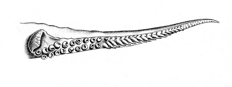 File:Uroteuthis duvauceli hectocotylus.jpg