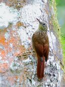 Xiphorhynchus atlanticus - Atlantic Woodcreeper; Guaramiranga, Ceará, Brazil.jpg