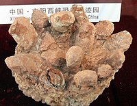 Xixia Dinosaur Park- Prismatoolithus gebiensis eggs.jpg