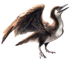 Yanornis recon.png