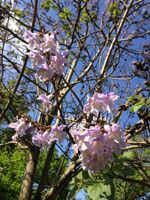 Flowers and young leaves