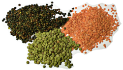 3 types of lentil.png