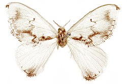 A white moth with a brown body, with brown lines around the wings and horizontally from the body