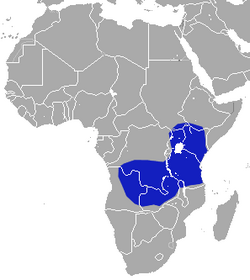 African Black Shrew area.png