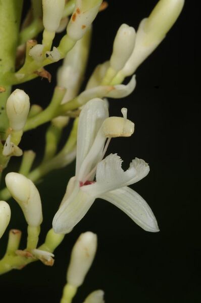 File:Alpinia galanga (L.) Willd.jpg