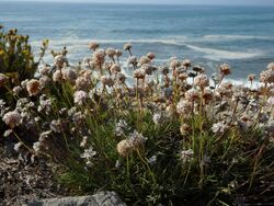 Armeria welwitschii in Cape Mondego.JPG