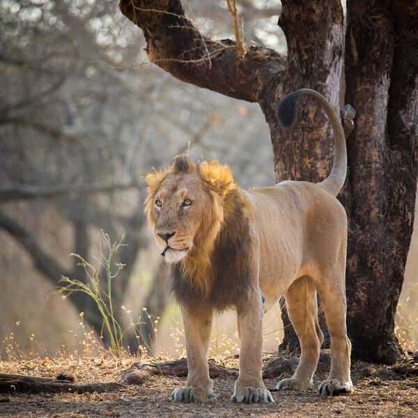 File:Asiatic Male Lion in Gir Forest National Park.jpg