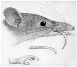 Australian zoologist vol 3 p 152 illustration.png