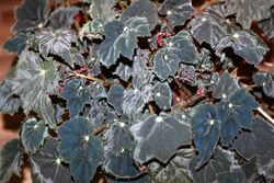 Begonia bowerae 13.jpg