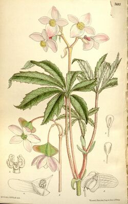 Begonia hemsleyana.jpg