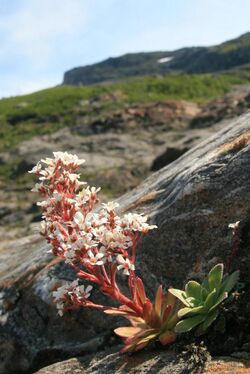 Bergfrue, Chondrosea cotyledon.jpg