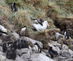 Black-browed Albatross amidst Rockhopper Penguins (5545908856).jpg
