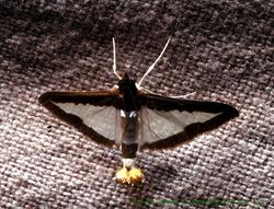 Blackborder moth sal.jpg