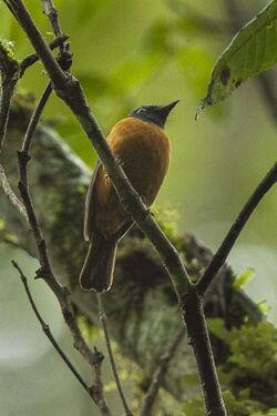 Blue-fronted Flycatcher - Sulawesi MG 5103 (19329646411).jpg
