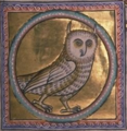 Folio 50 - Eagle Owl (detail)
