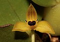 Bulbophyllum boosii raab bustamante - cropped.jpg