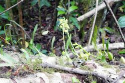 Bulbophyllum lizae à SãoTomé (3) (cropped).jpg