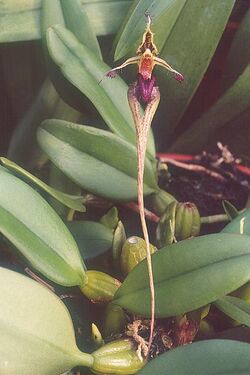 Bulbophyllum putidum.jpg