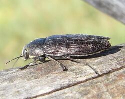 Buprestis haemorrhoidalis side2.JPG