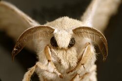 CSIRO ScienceImage 10746 An adult silkworm moth.jpg