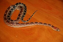 Cape gopher snake.jpg