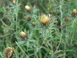 Carlina biebersteinii4.jpg