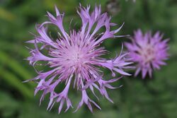 Centaurea bella fleur-Clapiers-7671~2020 04 18.jpg