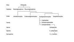 Centipede phylogeny (simplified).png