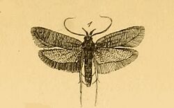 Ceuthomadarus tenebrionellus.jpg