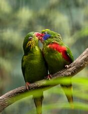 Charmosyna placentis -Jurong Bird Park -pair-6a.jpg