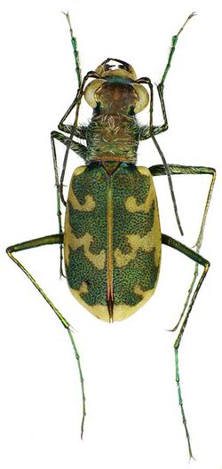 Cicindela arenaria viennensis rotated.jpg