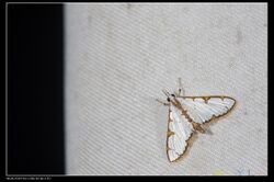 Cirrhochrista spinuella (20381161300).jpg