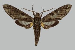 Cocytius vitrinus RB046 male up.jpg