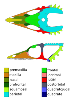 Coelurosauravus.svg