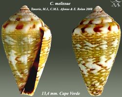 Conus melissae 2.jpg