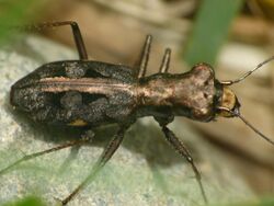 Cylindera dromicoides 1.jpg